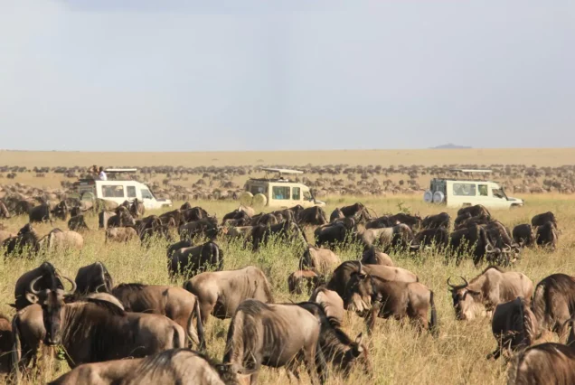 10 Days Perfect Migration Luxury Safari