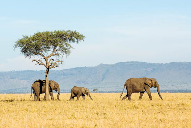 6 Days Best of Tanzania Northern Safari
