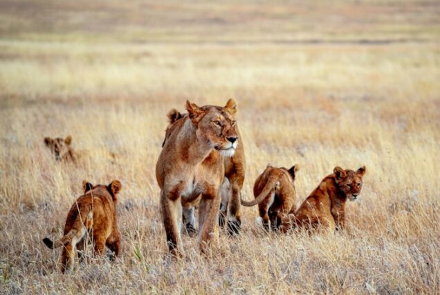 7 Days Tanzania Big Five Private Safari