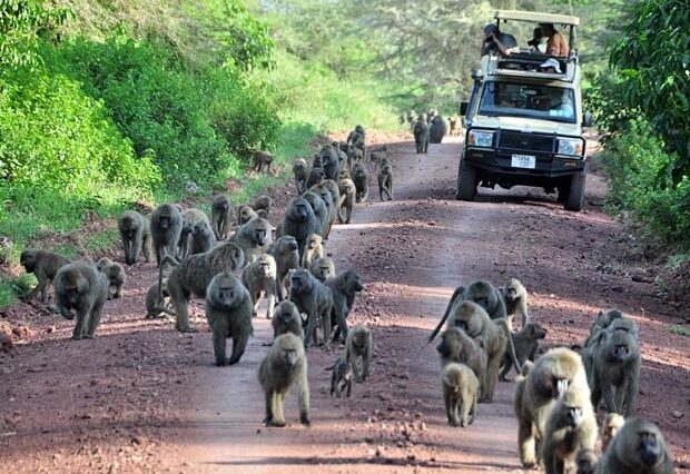 3 Days Northern Circuit Tanzania Safaris