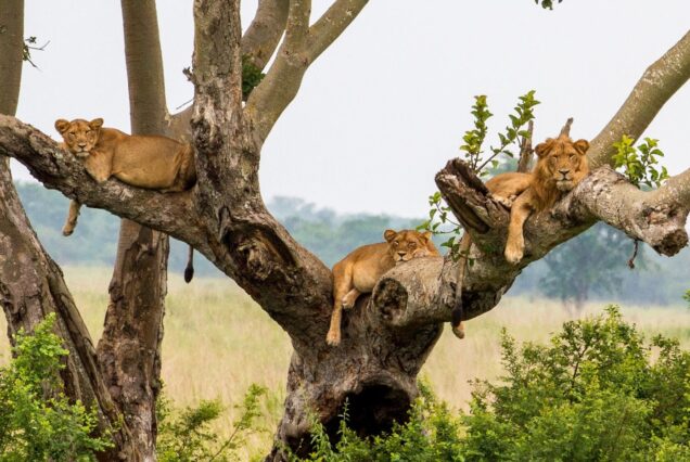 4 Days Northern Circuit Tanzania Safaris
