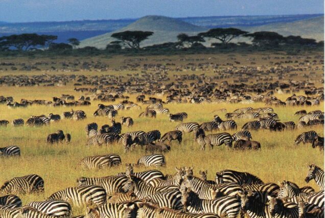9 Days The Great Serengeti Migration