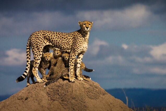 5 Days Best of Tanzania Family Safari